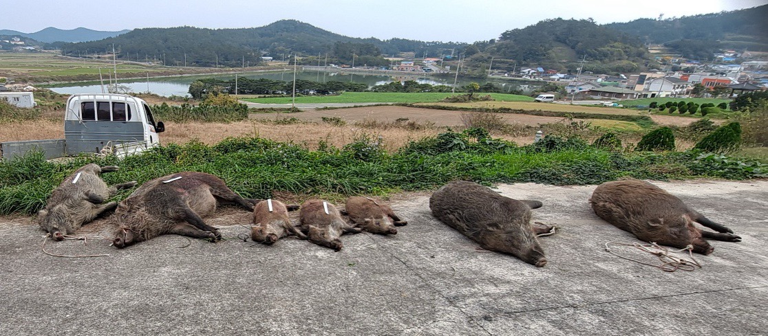 진도군, 야생멧돼지 등 퇴치를 위한 ‘유해야생동물 피해방지단’ 운영 이미지
