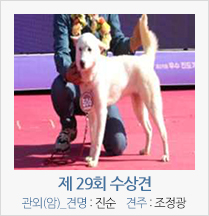 제 27회 수상견 관외(암)_견명_진순 견주 : 조정광