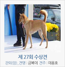 제 27회 수상견 관외(암)_견명 : 금복이 견주 : 이용호