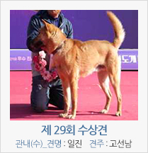 제 27회 수상견 관내(수)_견명 : 일진 견주 : 고선남