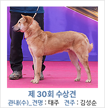 제 30회 수상견 관내(수)_견명 : 태주 견주 : 김성순