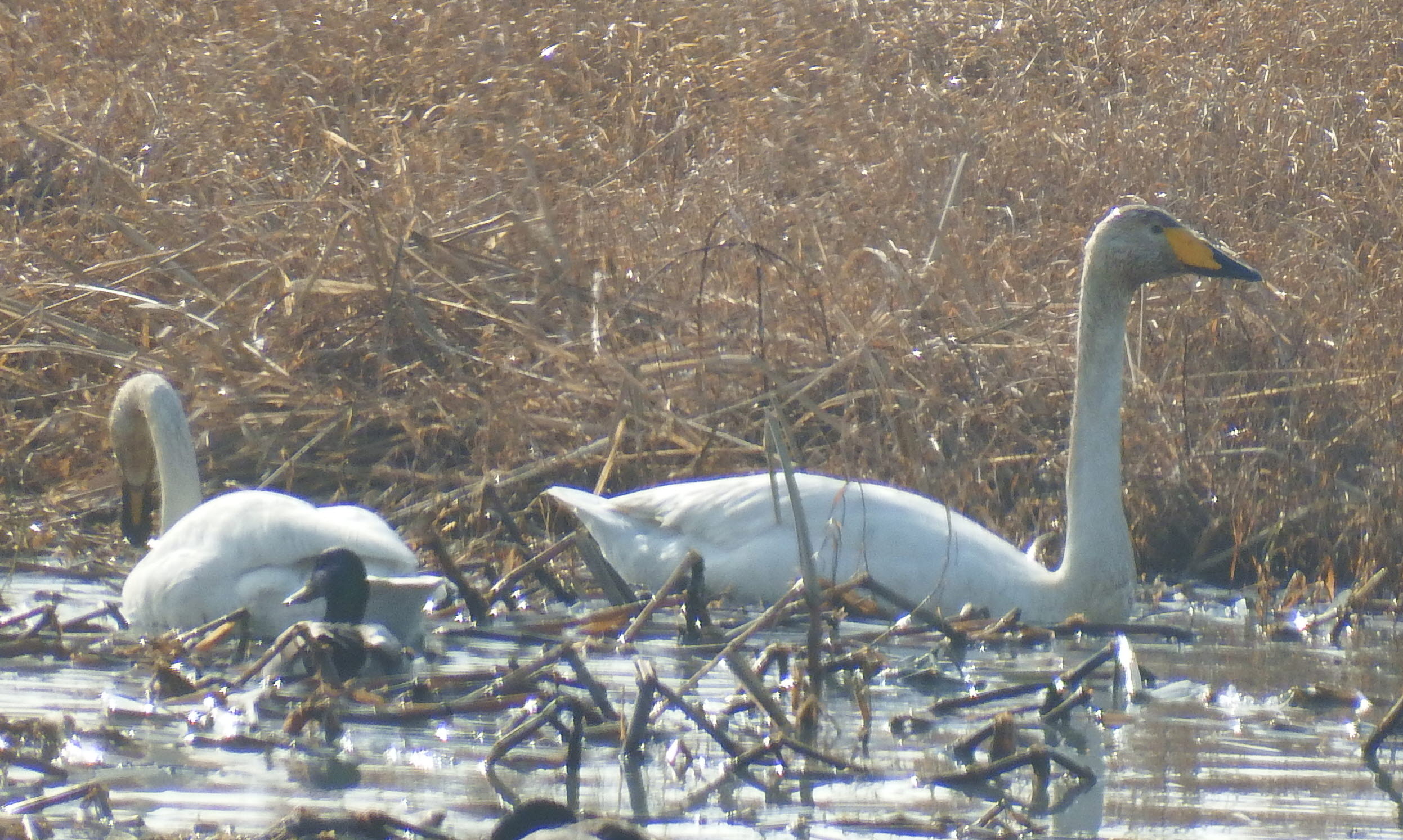 우리고장을 찾아준 백조와 겨울철새를 칭찬합시다. 첨부#1