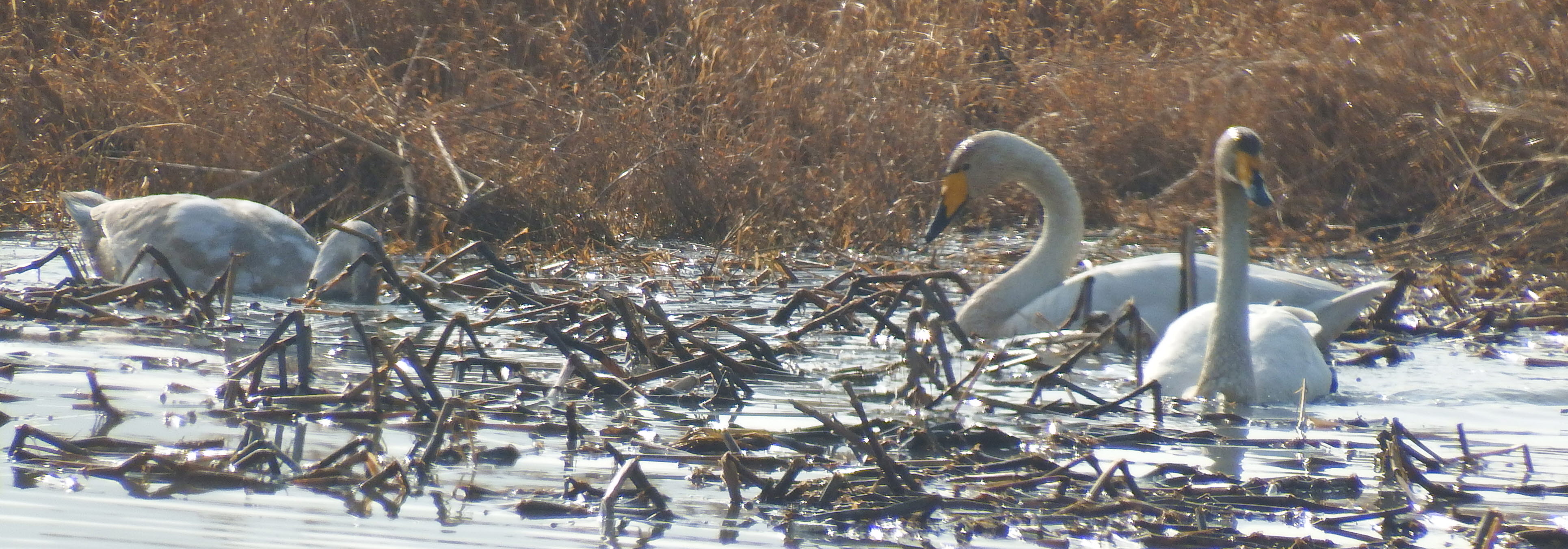 우리고장을 찾아준 백조와 겨울철새를 칭찬합시다. 첨부#2