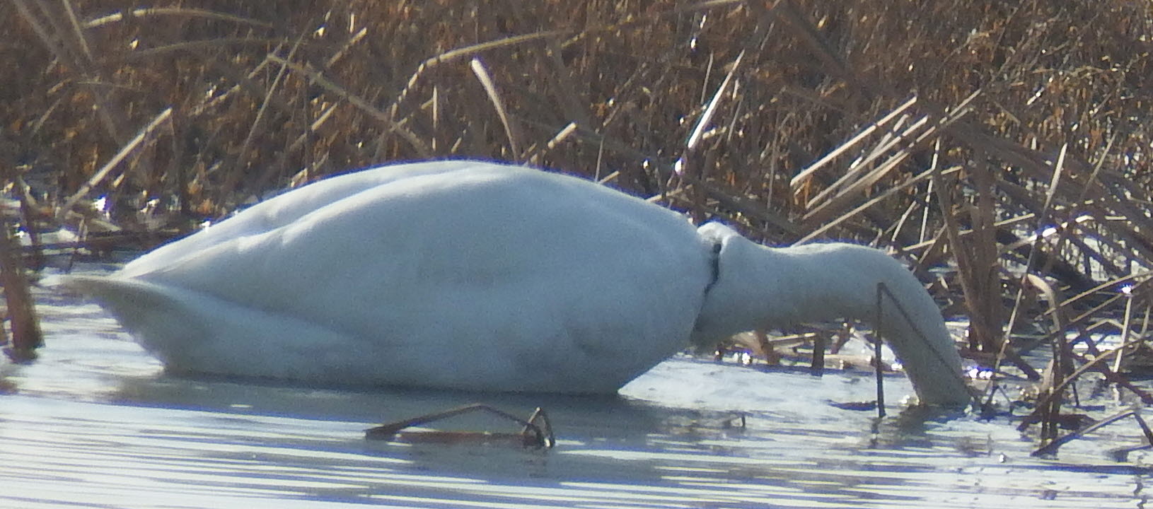 우리고장을 찾아준 백조와 겨울철새를 칭찬합시다. 첨부#3