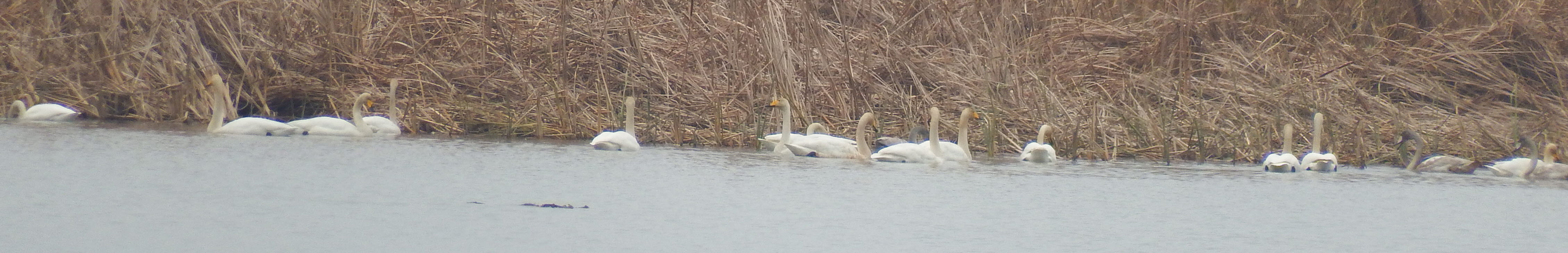 우리고장을 찾아준 백조와 겨울철새를 칭찬합시다. 첨부#4