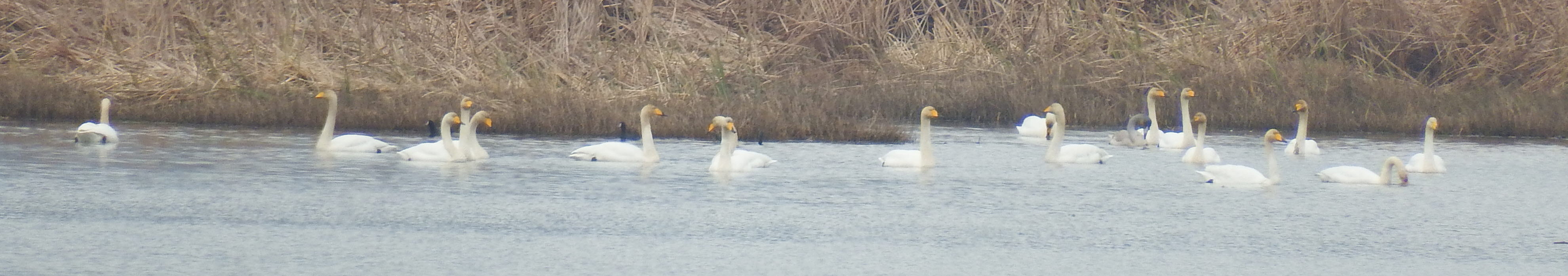우리고장을 찾아준 백조와 겨울철새를 칭찬합시다. 첨부#5