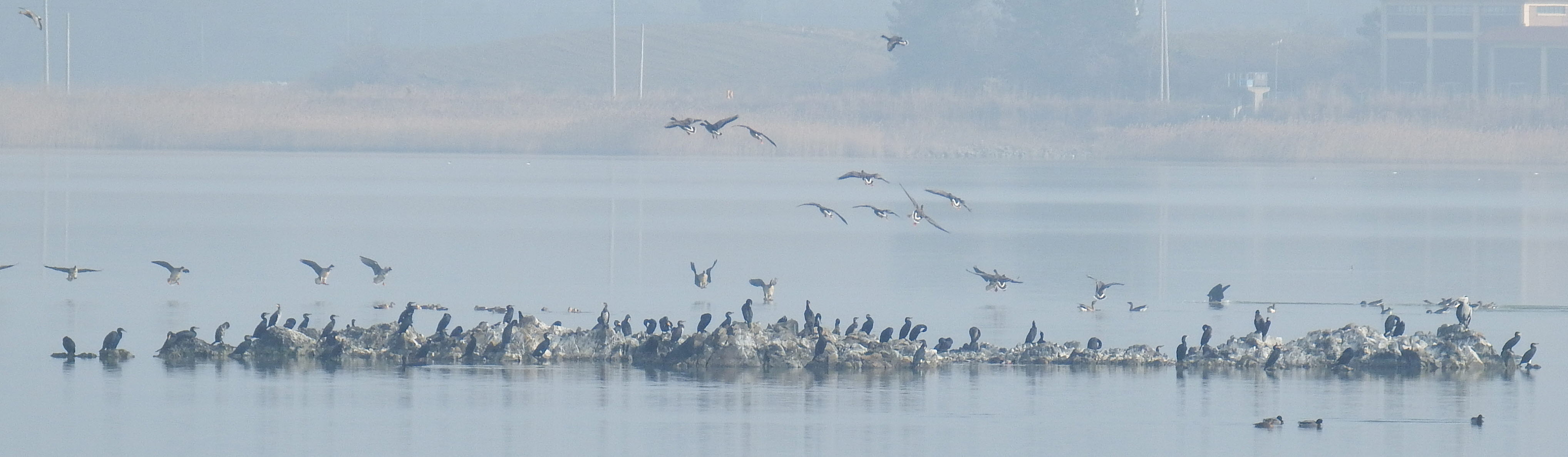 우리고장을 찾아준 백조와 겨울철새를 칭찬합시다. 첨부#6