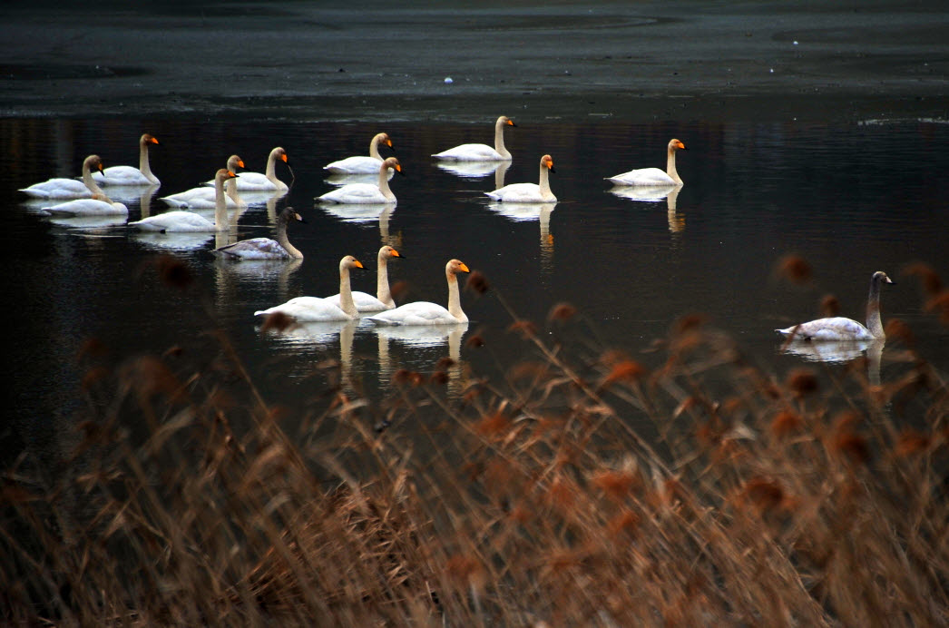 2013 진도 전국 사진 공모전 입선(고니) 이미지