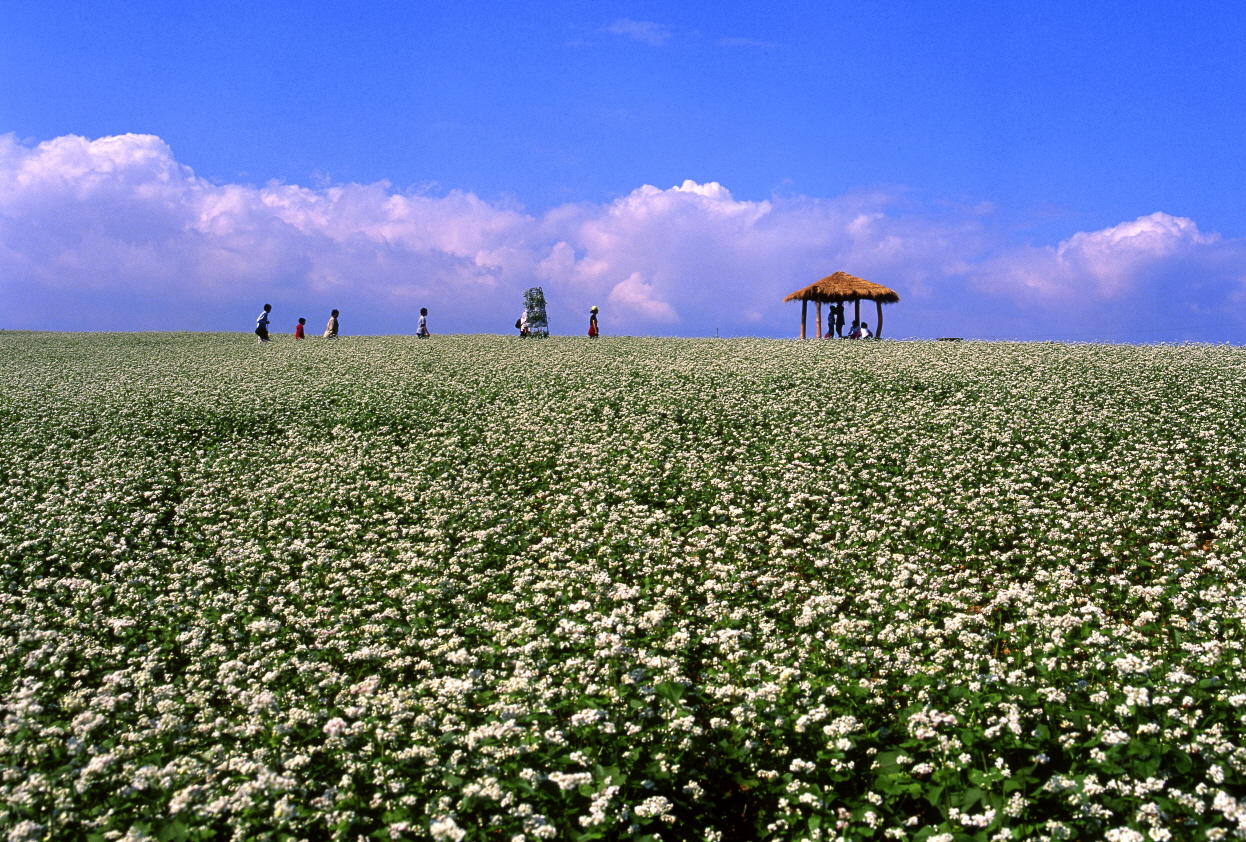 2013 진도 전국 사진 공모전 입선(가을풍경_메밀꽃) 이미지