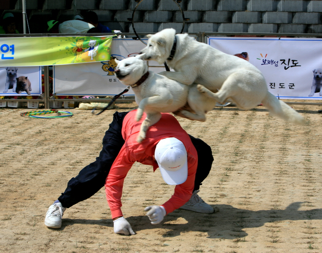 2013 진도 전국 사진 공모전 동상(묘기) 이미지