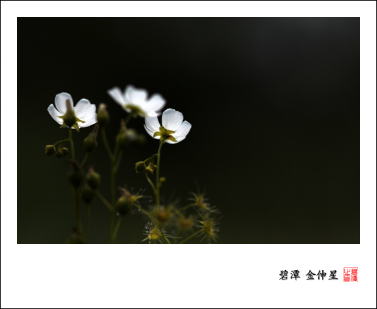 진도의야생화(끈끈이귀개) 첨부#3