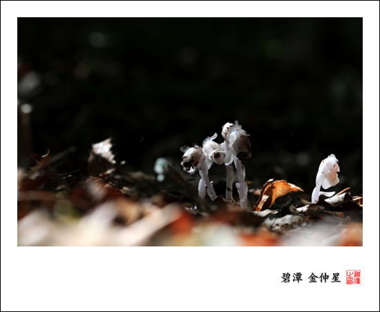 진도의야생화(나도수정초) 첨부#2