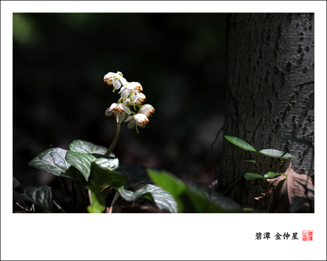 진도의야생화(노루발풀) 첨부#2