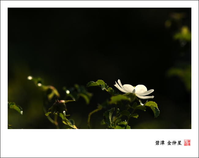 진도의야생화(돌가시나무) 첨부#2