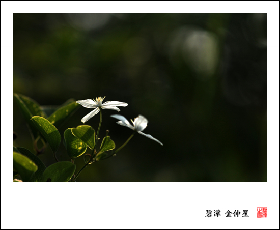 진도의야생화(으아리) 첨부#2