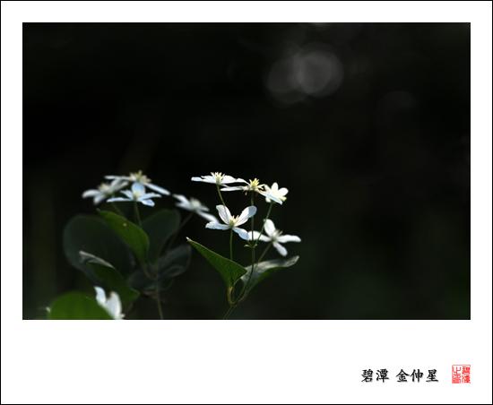 진도의야생화(으아리) 첨부#3