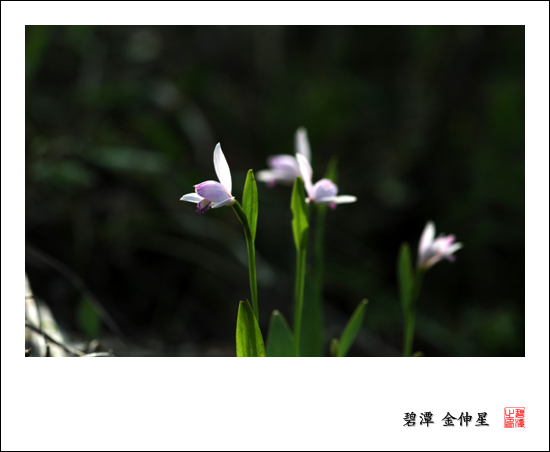 진도의야생화(큰방울새난) 첨부#2