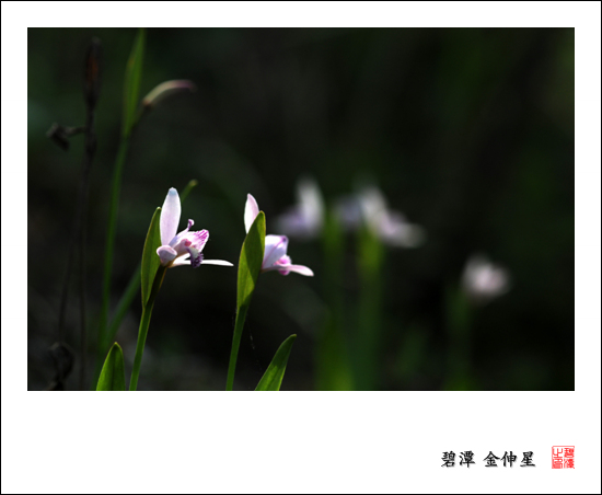 진도의야생화(큰방울새난) 첨부#3