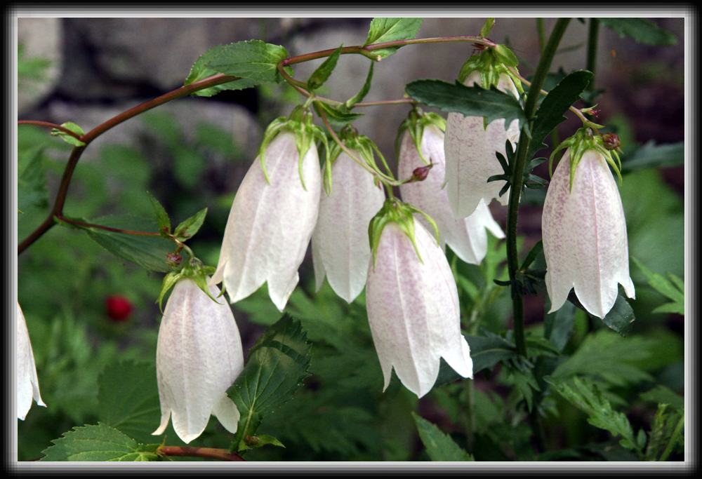 첨찰산 산딸기 첨부#2