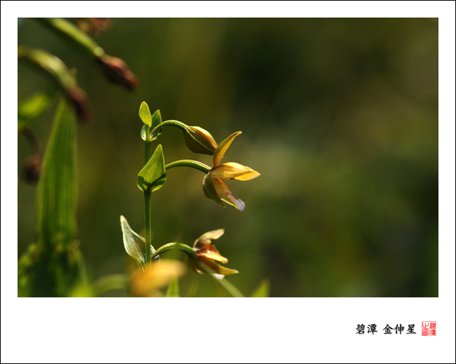 진도의야생화(닭의난초) 이미지