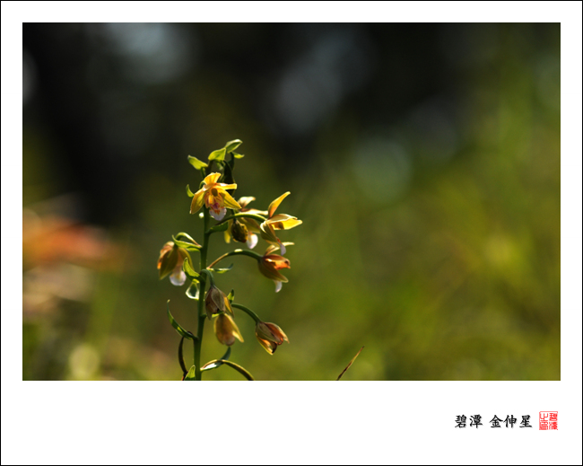 진도의야생화(닭의난초) 첨부#2