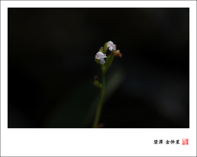 진도의야생화(병아리난초) 이미지