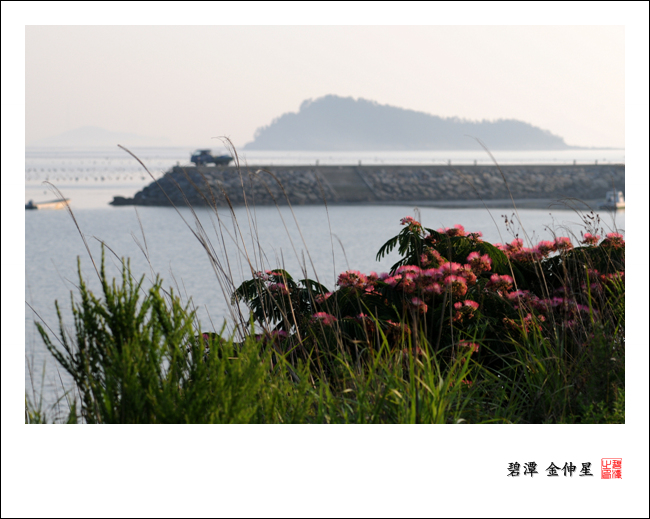 진도의야생화(자귀나무) 이미지