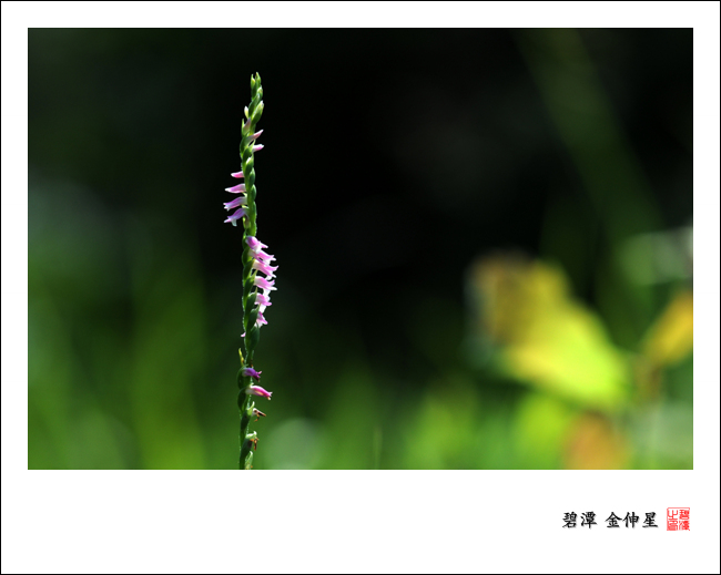 진도의야생화(타래난초) 이미지