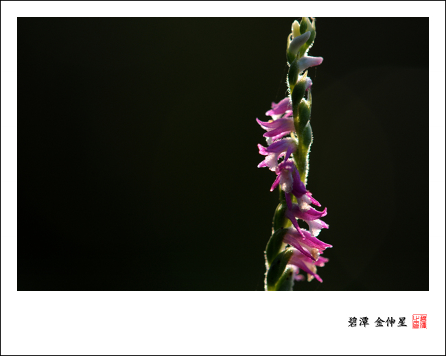 진도의야생화(타래난초) 첨부#3