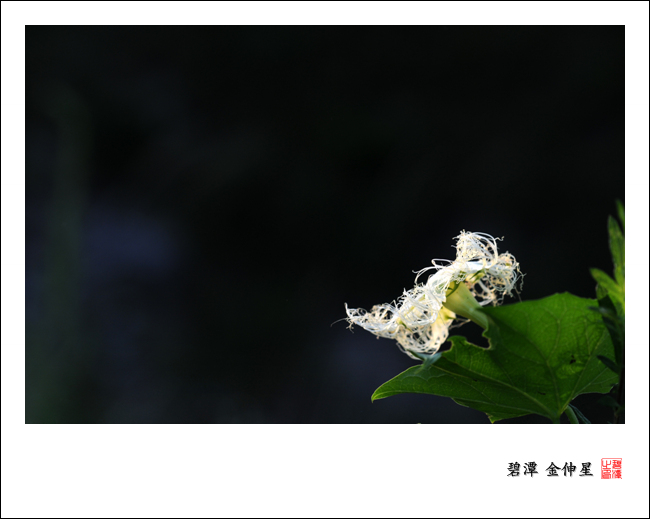 진도의야생화(하늘타리) 이미지