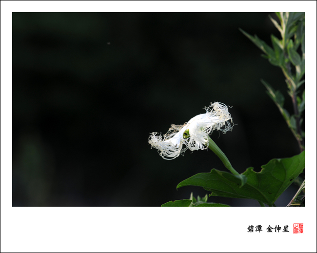 진도의야생화(하늘타리) 첨부#2