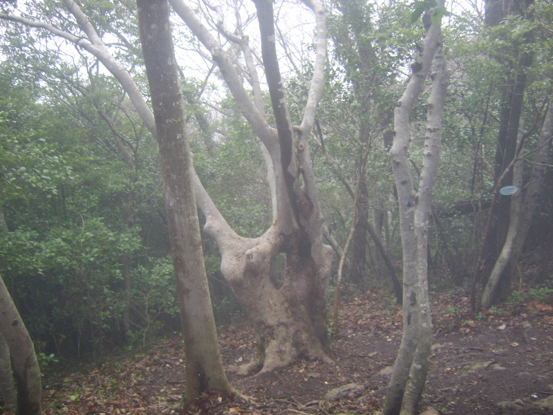 연리목(連理木) (사랑 이야기) 첨부#4
