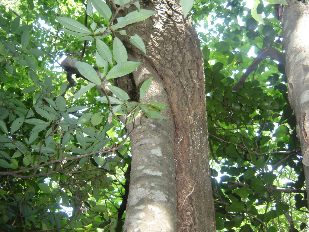 연리목(連理木) (사랑 이야기) 첨부#5