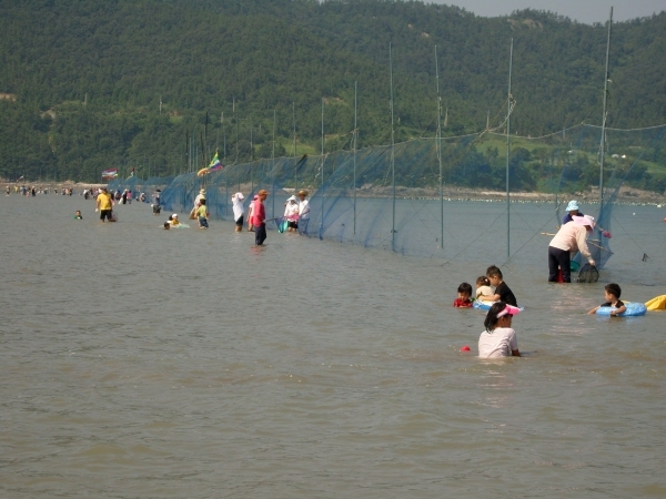 임회 죽림 개매기 체험 현장 이미지