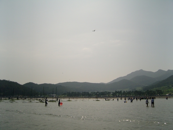 임회 죽림 개매기 체험 현장 첨부#3