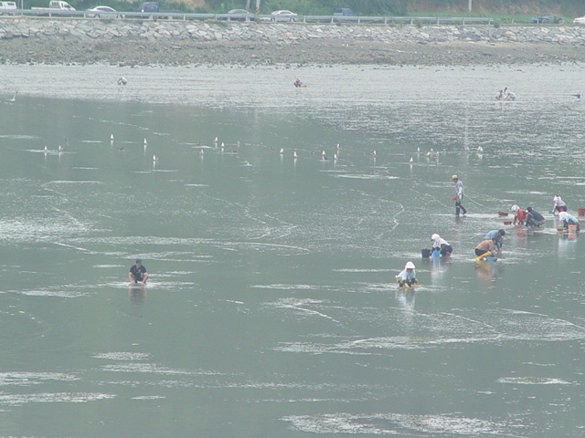 청용안 개매기 체험장 첨부#3