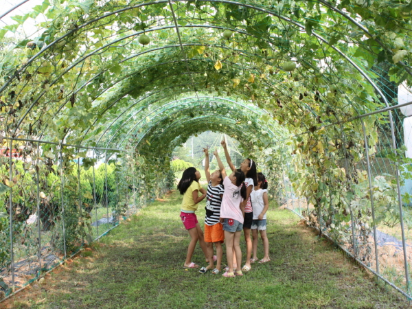 군내면 미니호박, 수세미 등 넝쿨식물 자연체험학습장 놀러오세요~!! 첨부#5
