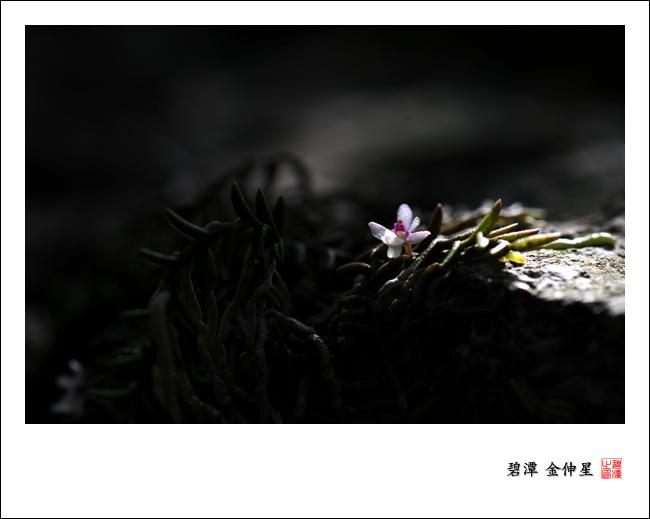 진도의야생화(지네발난2) 이미지