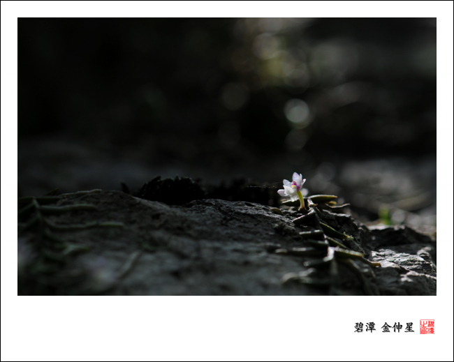 진도의야생화(지네발난2) 첨부#2