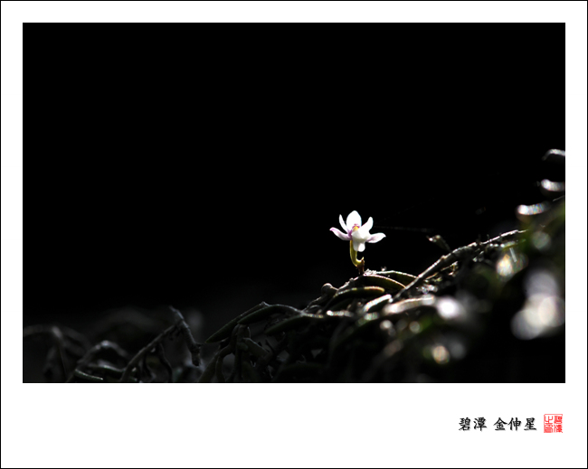 진도의야생화(지네발난2) 첨부#4