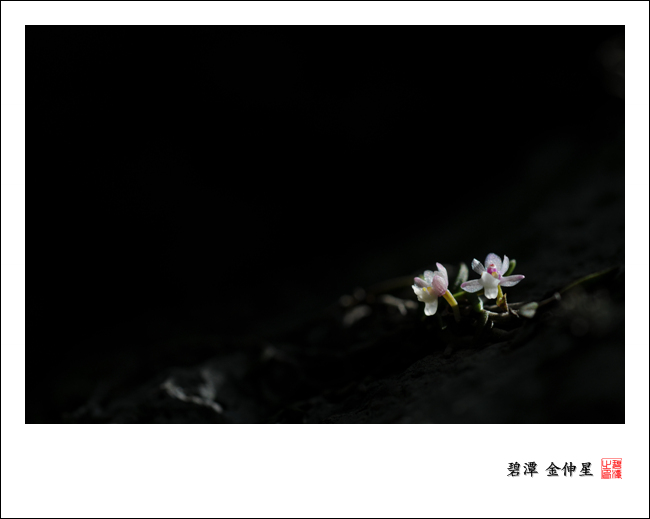 Re:진도의야생화(지네발난) 이미지