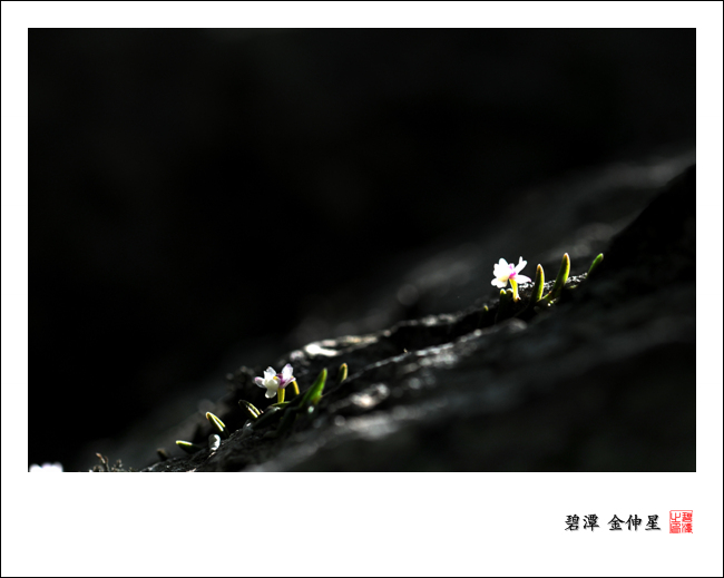 Re:진도의야생화(지네발난) 첨부#4