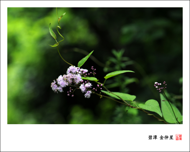 진도의야생화(꿩의다리) 이미지