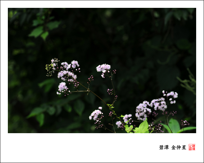 진도의야생화(꿩의다리) 첨부#2