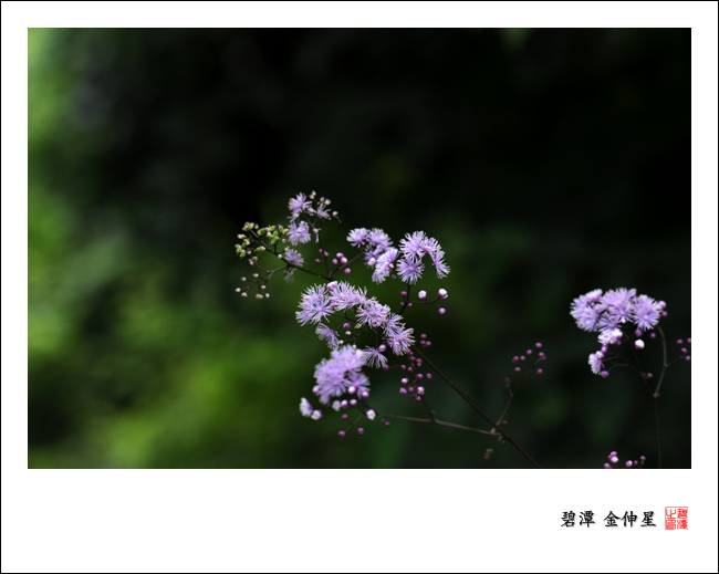 진도의야생화(꿩의다리) 첨부#3