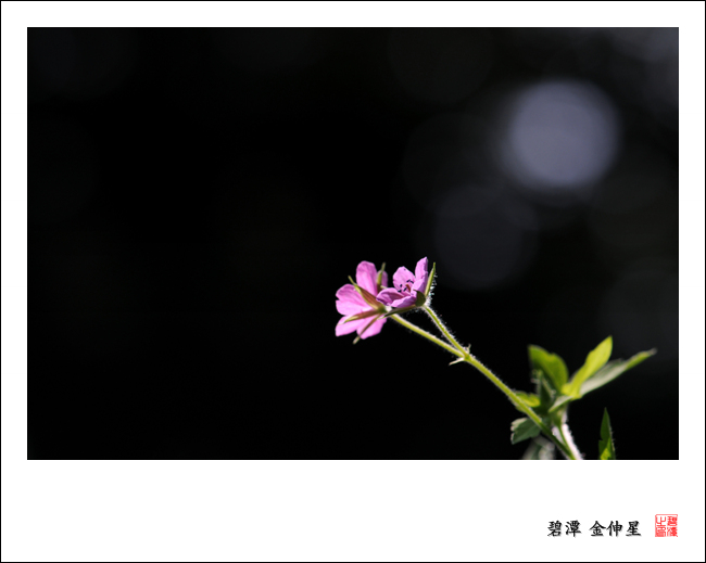 진도의야생화(이질풀) 이미지