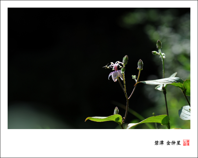 진도의야생화(뻐꾹나리) 이미지