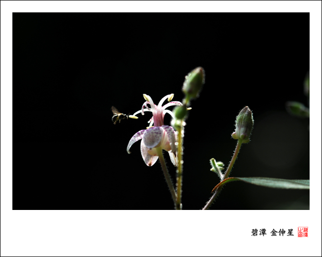 진도의야생화(뻐꾹나리) 첨부#2