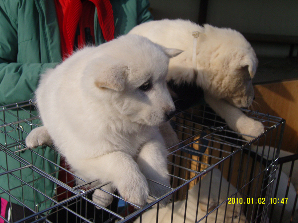 진도읍 5일장 이미지