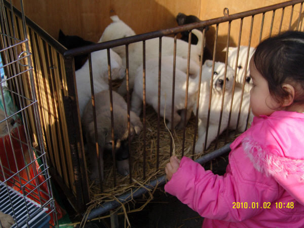 진도읍 5일장 첨부#2